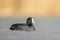 A Eurasian Coot swimming on a lake