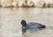 Eurasian coot swimming in the lake in spring time