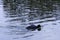 Eurasian coot swimming in Octagon Lake - Stowe, Buckinghamshire, UK