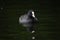 Eurasian Coot swimming in a pond