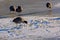 Eurasian coot walking on frozen water