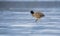 Eurasian Coot walking on the ice in winter