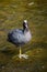 Eurasian Coot In Water And Open Beak