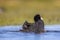 Eurasian coot Waterfowl splashing in wetland pond
