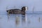 Eurasian coot Waterfowl swimming in blue water