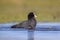 Eurasian coot Waterfowl washing in wetland pond