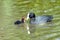 Eurasian Coot and young