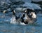 Eurasian coots fight.