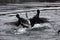 Eurasian coots fighting