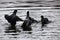 Eurasian coots fighting