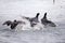 Eurasian Coots fighting over territory