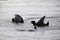 Eurasian Coots fighting over territory