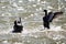 Eurasian Coots fighting over territory