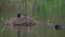 Eurasian Coots (Fulica atra) nesting