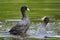 Eurasian coots, Fulica atra, waterfowl battle