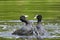 Eurasian coots, Fulica atra, waterfowl battle