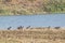 Eurasian Coots moving into water