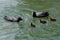 Eurasian coots and their babies