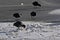 Eurasian coots walking on frozen water