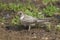 Eurasian crag martin Ptyonoprogne rupestris