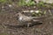 Eurasian crag martin Ptyonoprogne rupestris