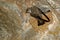 Eurasian Crag Martin - Ptyonoprogne rupestris on the nest in the cave feeding its youngsters