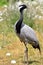 Eurasian Crane