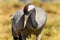 Eurasian crane