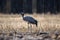 Eurasian crane on field