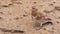 Eurasian Crimson-winged Finch on Salty Sand