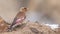 Eurasian Crimson-winged Finch on Salty Sand