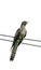Eurasian cuckoo