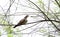 Eurasian cuckoo