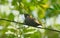 Eurasian cuckoo in a  perch