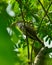 Eurasian cuckoo in a  perch