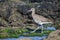 Eurasian curlew or common curlew Numenius arquata in Tenerife, The Canary Islands, Spain