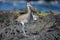 Eurasian curlew or common curlew Numenius arquata. Tenerife, The Canary Islands, Spain