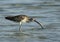 Eurasian curlew with a crab, Bahrain