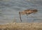 Eurasian curlew feeding at Busiateen coast, Bahrain