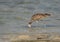 Eurasian curlew feeding at Busiateen coast of Bahrain