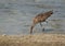 Eurasian curlew feeding at Busiateen coast, Bahrain