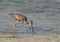 Eurasian curlew feeding at Busiateen coast, Bahrain