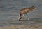 Eurasian curlew feeding by twisting its neck at Busiateen coast, Bahrain