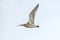 Eurasian curlew in flight