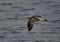 Eurasian curlew in flight at Busiateen coast, Bahrain