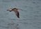 Eurasian curlew in flight at Busiateen coast, Bahrain