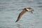 Eurasian curlew flying at Busiateen coast, Bahrain