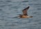 Eurasian curlew flying at Busiateen coast, Bahrain