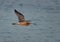 Eurasian curlew flying at Busiateen coast of Bahrain