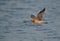 Eurasian curlew flying at Busiateen coast, Bahrain